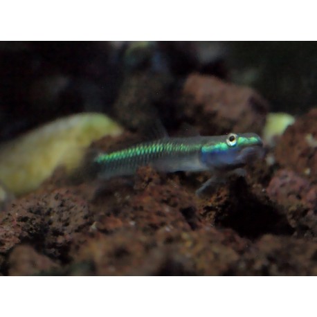 Gobie bleu cobalt - Stiphodon semoni