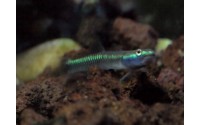 Gobie bleu cobalt - Stiphodon semoni