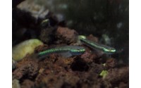 Gobie bleu cobalt - Stiphodon semoni