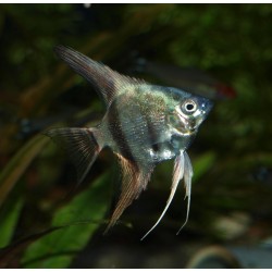 Scalaire bleu diamant - Pterophyllum scalare