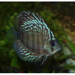 Discus turquoise rouge - Symphysodon aequifasciata