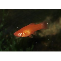 Xipho porte épée rouge - Xiphophorus helleri