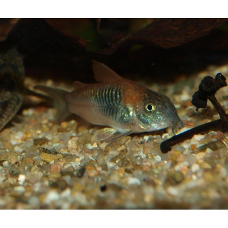 Corydoras venezuelanus "orange" - Corydoras aff. aeneus ln7