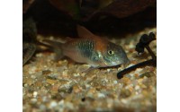Corydoras venezuelanus "orange" - Corydoras aff. aeneus ln7