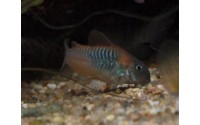 Corydoras venezuelanus "orange" - Corydoras aff. aeneus ln7