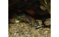 Corydoras venezuelanus "orange" - Corydoras aff. aeneus ln7