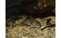 Corydoras venezuelanus "orange" - Corydoras aff. aeneus ln7