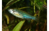 Poisson pyjama - Danio rerio
