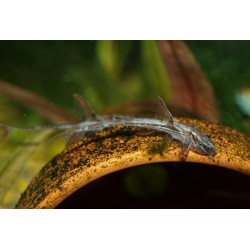 Poisson-chat queue de fouet chocolat - Rineloricaria lanceolata