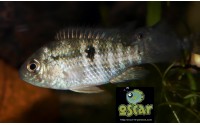 Acara bleu - Andinoacara pulcher