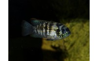 Acara bleu - Andinoacara pulcher
