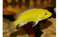 Labidochromis caeruleus