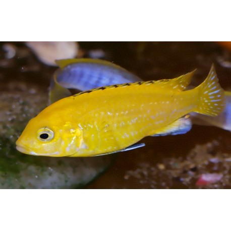 Labidochromis caeruleus