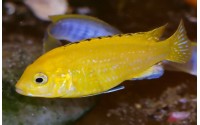 Labidochromis caeruleus