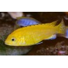 Labidochromis caeruleus