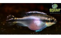 Pelmato - Pelvicachromis pulcher