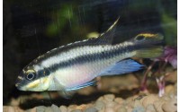 Pelmato - Pelvicachromis pulcher