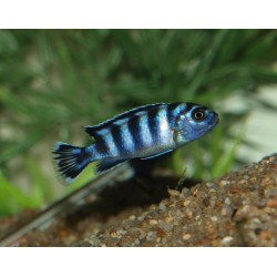 Pseudotropheus demasoni