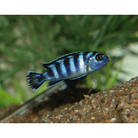 Pseudotropheus demasoni
