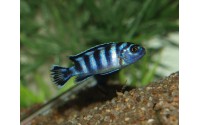 Pseudotropheus demasoni