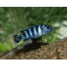 Chindongo demasoni
