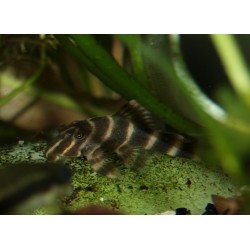 Pleco Sucre d'orge - Peckoltia vittata - L015