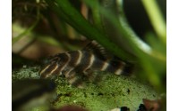Pleco Sucre d'orge - Peckoltia vittata - L015