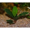 Bucephalandra motleyana "melawi fine edge"