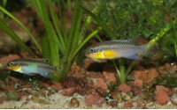 Kribensis rayé - Pelvicachromis taeniatus "Lobe"