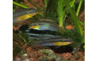 Kribensis rayé - Pelvicachromis taeniatus "Lobe"