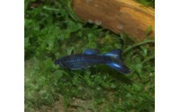 Guppy "Moscow blue" - Poecilia reticulata
