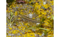 Gobie bleu cobalt - Stiphodon semoni