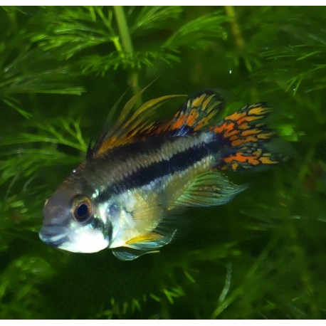 Cichlidé perroquet nain - Apistogramma cacatuoïdes