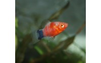 Platy red tiger - Xiphophorus maculatus