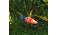 Platy red tiger - Xiphophorus maculatus