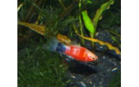 Platy red tiger - Xiphophorus maculatus