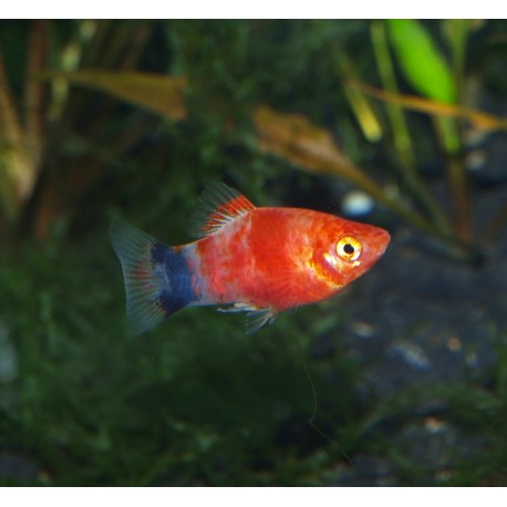 Platy red tiger - Xiphophorus maculatus