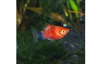 Platy red tiger - Xiphophorus maculatus