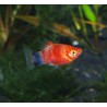 Platy red tiger - Xiphophorus maculatus