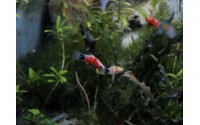 Platy red tiger - Xiphophorus maculatus