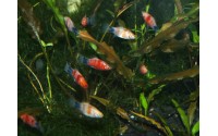 Platy red tiger - Xiphophorus maculatus