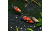 Platy red tiger - Xiphophorus maculatus