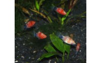 Platy red tiger - Xiphophorus maculatus