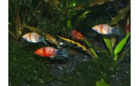 Platy red tiger - Xiphophorus maculatus