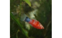 Platy red tiger - Xiphophorus maculatus