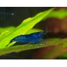 Crevette Topaz Blue  - Neocaridina davidii
