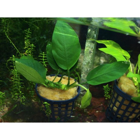 Anubias nana