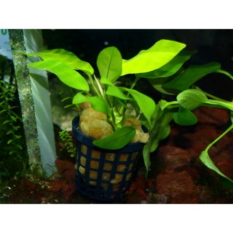 Anubias nana "golden"