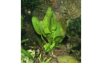 Echinodorus ozelot "green"