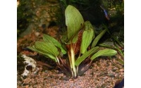 Echinodorus ozelot "green"